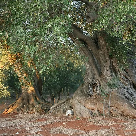 Masseria Montecchie *