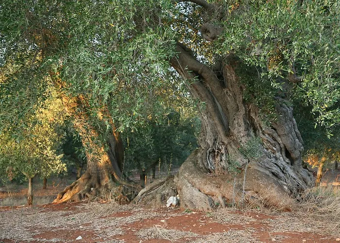 Masseria Montecchie *